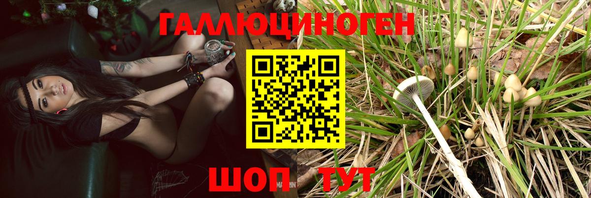 Псилоцибиновые грибы Psilocybe Кыштым